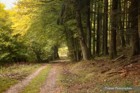 France, Alsace, Andlau, Forêt, Alsace et Moi, Pixanne Photographies