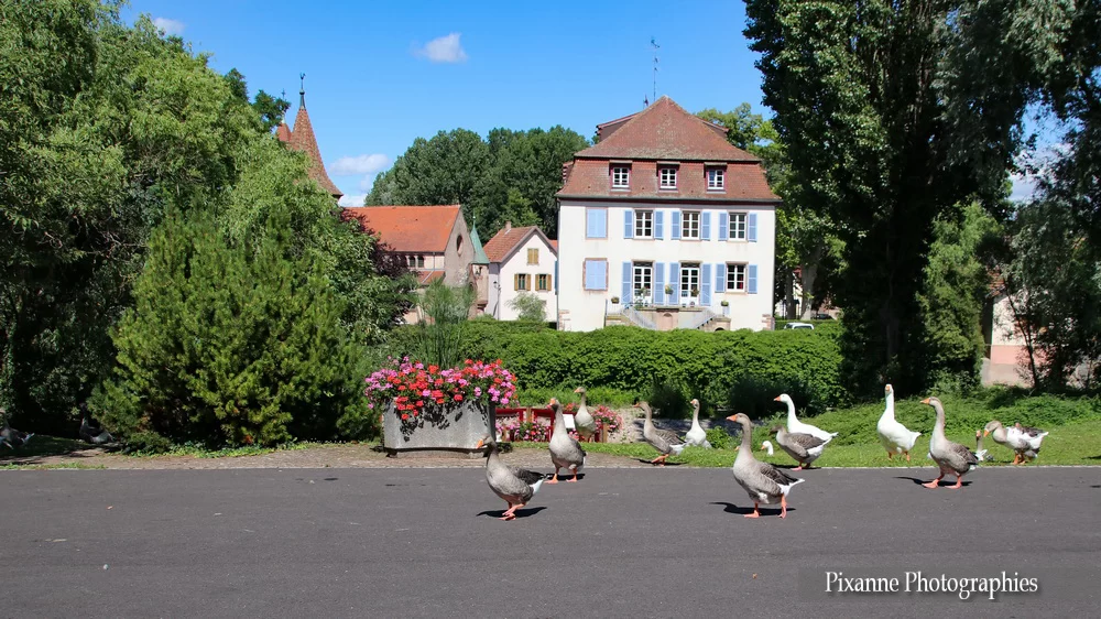 France, Alsace, Route des Vins, Avolsheim, Bruche, Alsace et Moi, Pixanne Photographies