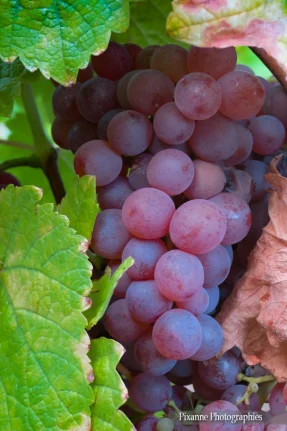 alsace, barr, vigne, vignoble, alsace et moi, pixanne photographies