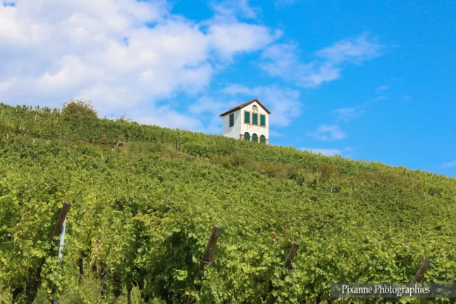 France, Alsace, Barr, Vigne, Vignoble, Alsace et Moi, Pixanne Photographies