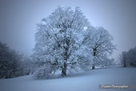 Alsace, Champ du feu, hiver, neige, alsace et moi, pixanne photographies