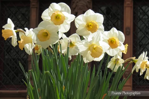 France, Alsace, Colmar Fête le Printemps, Jonquilles, Alsace et Moi, Pixanne Photographies