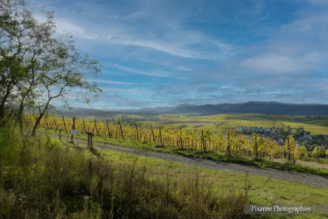 France, Alsace, Dahlenheim, Scharrachberg, Vignes, Vignoble, Alsace et Moi, Pixanne Photographies