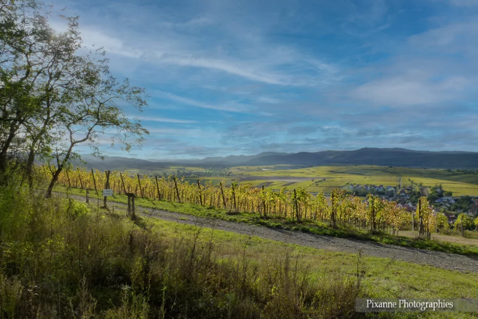 France, Alsace, Dahlenheim, Scharrachberg, Vignes, Vignoble, Alsace et Moi, Pixanne Photographies