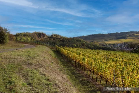 France, Alsace, Dahlenheim, Scharrachberg, Vignes, Vignoble, Alsace et Moi, Pixanne Photographies