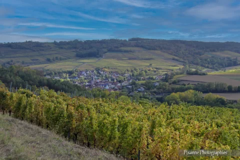 France, Alsace, Dahlenheim, Scharrachberg, Vignes, Vignoble, Alsace et Moi, Pixanne Photographies