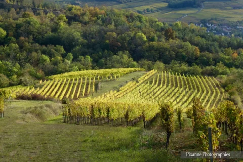 France, Alsace, Dahlenheim, Scharrachberg, Vignes, Vignoble, Alsace et Moi, Pixanne Photographies