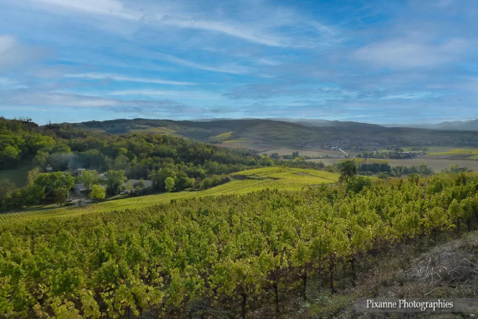 France, Alsace, Dahlenheim, Scharrachberg, Vignes, Vignoble, Alsace et Moi, Pixanne Photographies