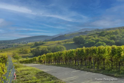 France, Alsace, Dahlenheim, Scharrachberg, Vignes, Vignoble, Alsace et Moi, Pixanne Photographies