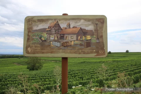 France, Alsace, Route des Vins, Eguisheim, Vignes, Alsace et Moi, Pixanne Photographies