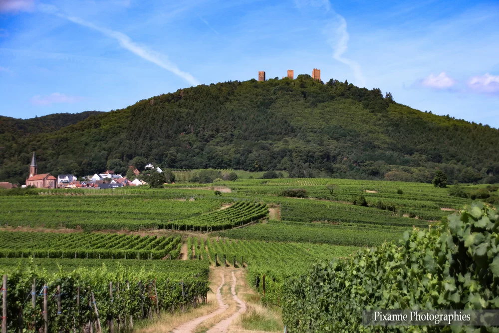 France, Alsace, Eguisheim, Trois Châteaux d'Eguisheim, Vignes, Vignoble, Alsace et Moi, Pixanne Photographies
