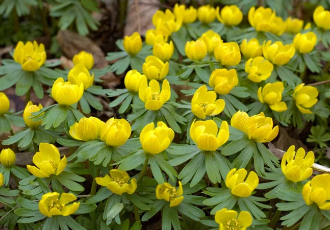 Eranthis hyemalis - Eranthe d'hiver
