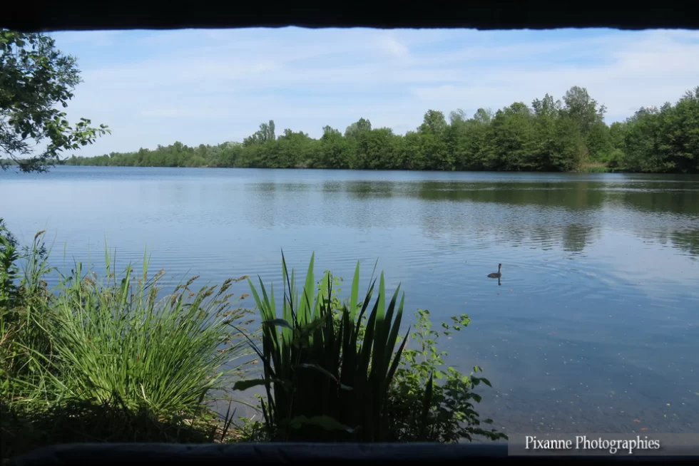 France, Alsace, Erstein, Polder d'Erstein, Observatoire de la Sommerley, Alsace et Moi, Pixanne Photographies