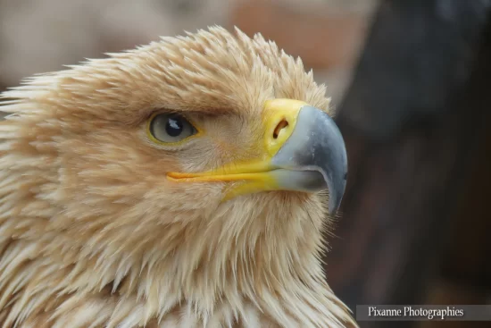 France, Alsace, Kintzheim, Volerie des Aigles, Aigle, Pygargue à Queue Blanche, Alsace et Moi, Pixanne Photographies