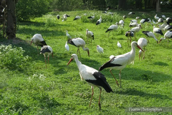 France, Alsace, Hunawihr, NaturOparc, Parc des Cigognes et des Loutres, Cigognes, Alsace et Moi, Pixanne Photographies