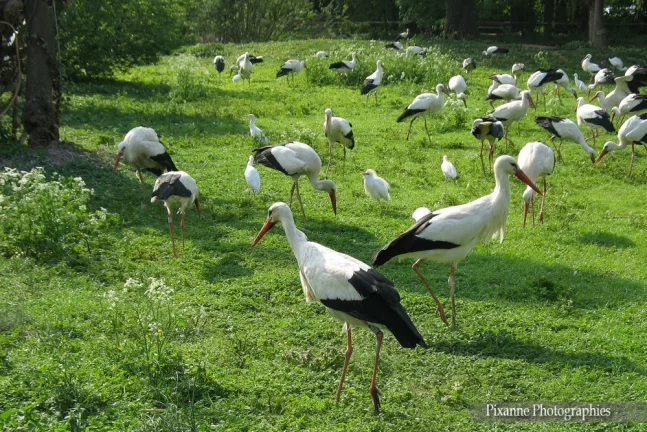 France, Alsace, Hunawihr, NaturOparc, Parc des Cigognes et des Loutres, Cigognes, Alsace et Moi, Pixanne Photographies
