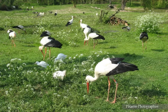 alsace, hunawihr, naturoparc, parc des cigognes, cigognes, alsace et moi, pixanne photographies