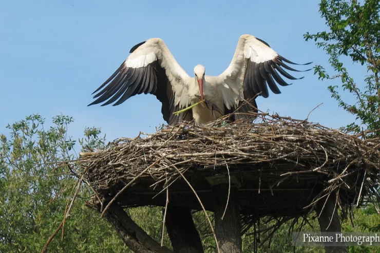 France, Alsace, Hunawihr, NaturOparc, Parc des Cigognes et des Loutres, Cigogne, Alsace et Moi, Pixanne Photographies