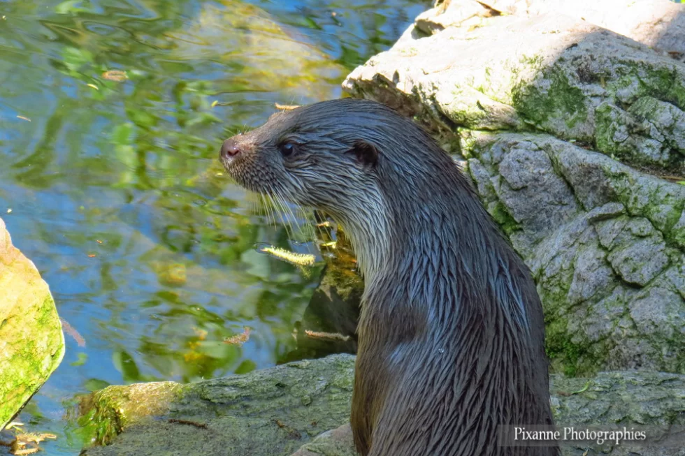 France, Alsace, Hunawihr, NaturOparc, Parc des Cigognes et des Loutres, Loutre, Alsace et Moi, Pixanne Photographies