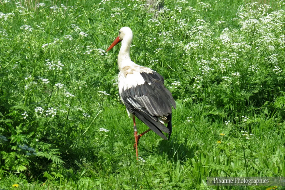 France, Alsace, Hunawihr, NaturOparc, Parc des Cigognes et des Loutres, Cigogne, Alsace et Moi, Pixanne Photographies