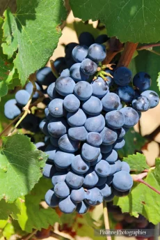 France, Alsace, Route des Vins, Andlau, Vignes, Raisin, Alsace et Moi, Pixanne Photographies