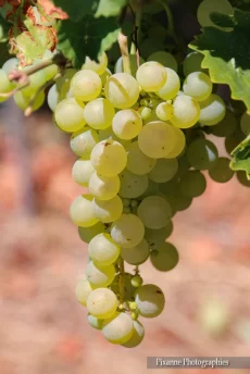 France, Alsace, Route des Vins, Andlau, Vignes, Raisin, Alsace et Moi, Pixanne Photographies
