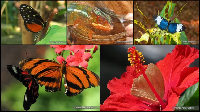 France, Alsace, Tout en images, Jardin des Papillons, Hunawihr, Alsace et Moi, Pixanne Photographies