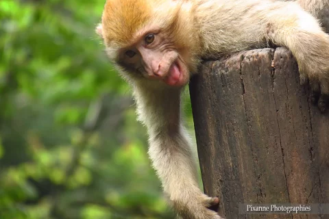 alsace, kintzheim, montagne des singes, alsace et moi, pixanne photographies