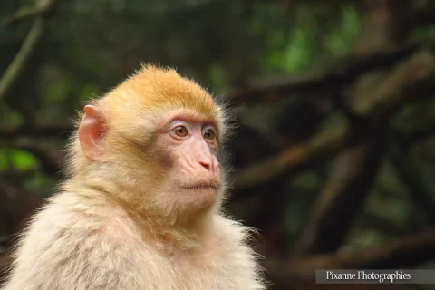 alsace, kintzheim, montagne des singes, alsace et moi, pixanne photographies