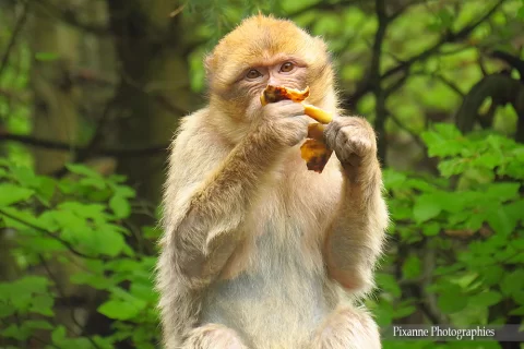 alsace, kintzheim, montagne des singes, alsace et moi, pixanne photographies