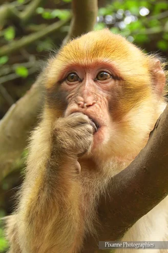 aslace, kintzheim, montagne des singes, alsace et moi, pixanne photographies