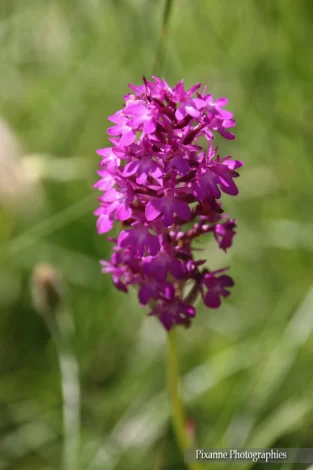 Alsace, Mackenheim, Sentier des Castors, Anacamptis pyramidalis, Alsace et Moi, Pixanne Photographies