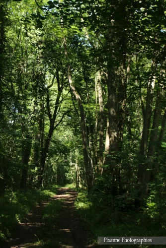 Alsace, Mackenheim, Sentier des Castors, forêt, platanes, Alsace et Moi, Pixanne Photographies