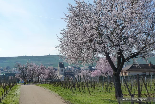 france, alsace, haut rhin, mittelwihr, mandelberg, vigne, amandier, alsace et moi, pixanne photographies