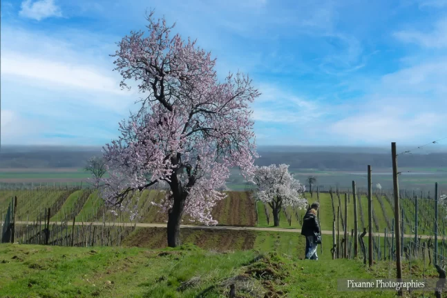 france, alsace, haut rhin, mittelwihr, mandelberg, vignoble, amandiers, alsace et moi, pixanne photographies