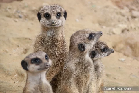 alsace, mulhouse, zoo, parc zoologique, suricate, alsace et moi, pixanne photographies