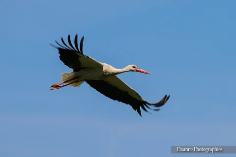 Alsace, Munchhausen, Delta de la Sauer, Cigogne, Alsace et Moi, Pixanne Photographies