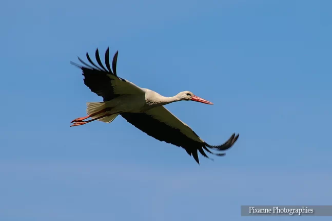 Alsace, Munchhausen, Delta de la Sauer, Cigogne, Alsace et Moi, Pixanne Photographies