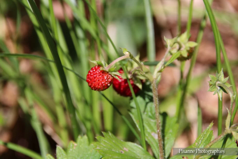 France, Alsace, Oberhaslach, Sentier des Géants du Nideck, Fraises des bois, Alsace et Moi, Pixanne Photographies