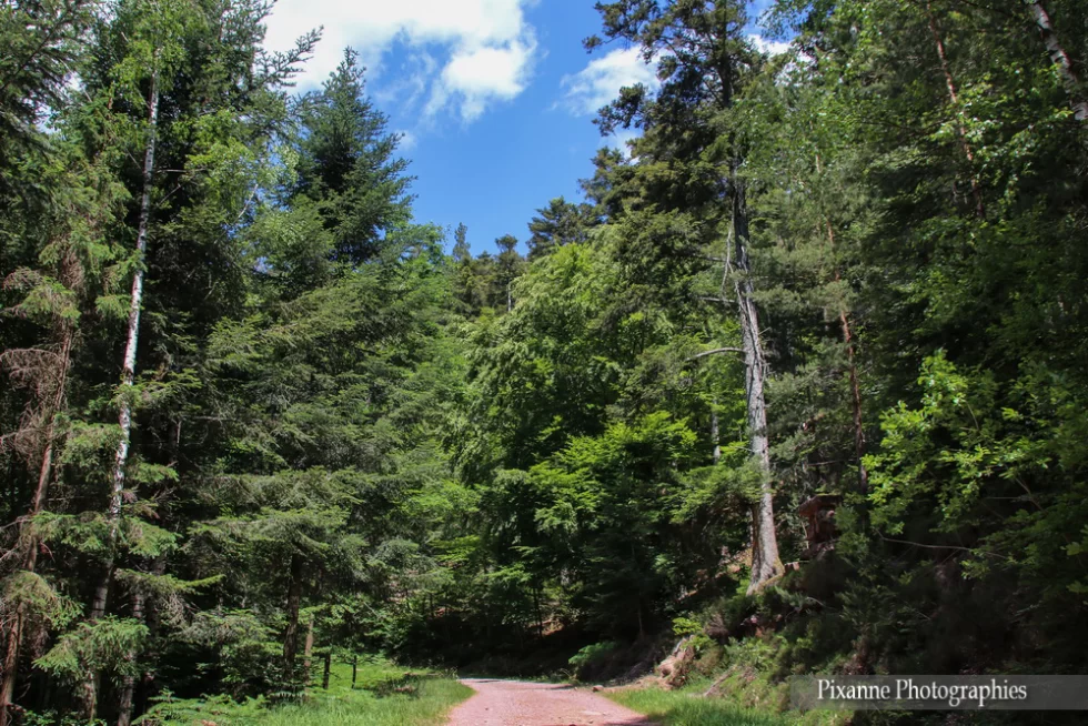 France, Alsace, Oberhaslach, Sentier des Géants du Nideck, Alsace et Moi, Pixanne Photographies