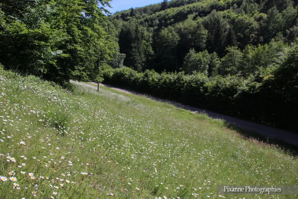 France, Alsace, Oberhaslach, Sentier des Géants du Nideck, Alsace et Moi, Pixanne Photographies