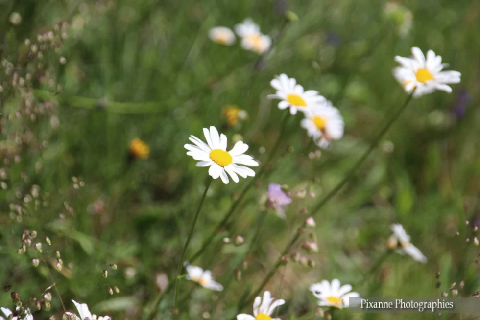France, Alsace, Oberhaslach, Sentier des Géants du Nideck, Marguerites, Alsace et Moi, Pixanne Photographies