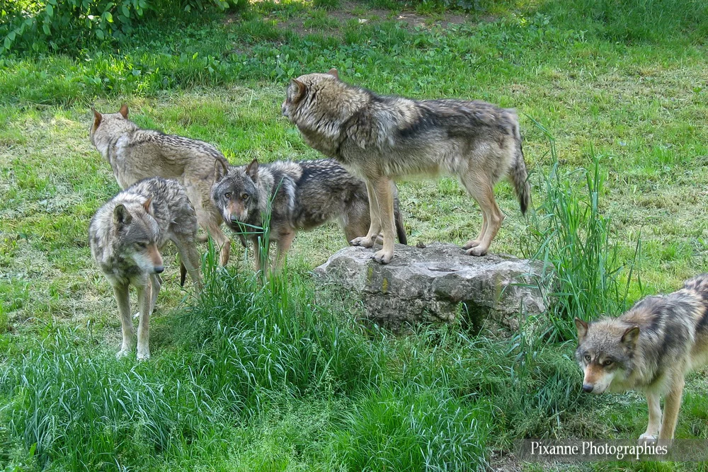 France, Lorraine, Rhodes, Parc animalier de Sainte Croix, loups, Alsace et Moi, Pixanne Photographies