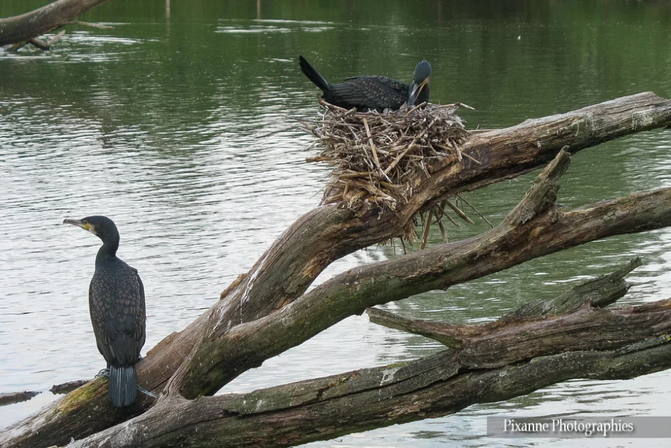 France, Lorraine, Rhodes, Parc animalier de Sainte Croix, cormoran, Alsace et Moi, Pixanne Photographies