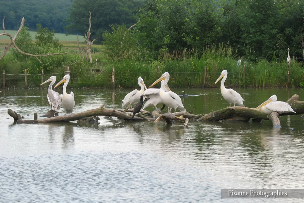 France, Lorraine, Rhodes, Parc animalier de Sainte Croix, pélican, Alsace et Moi, Pixanne Photographies