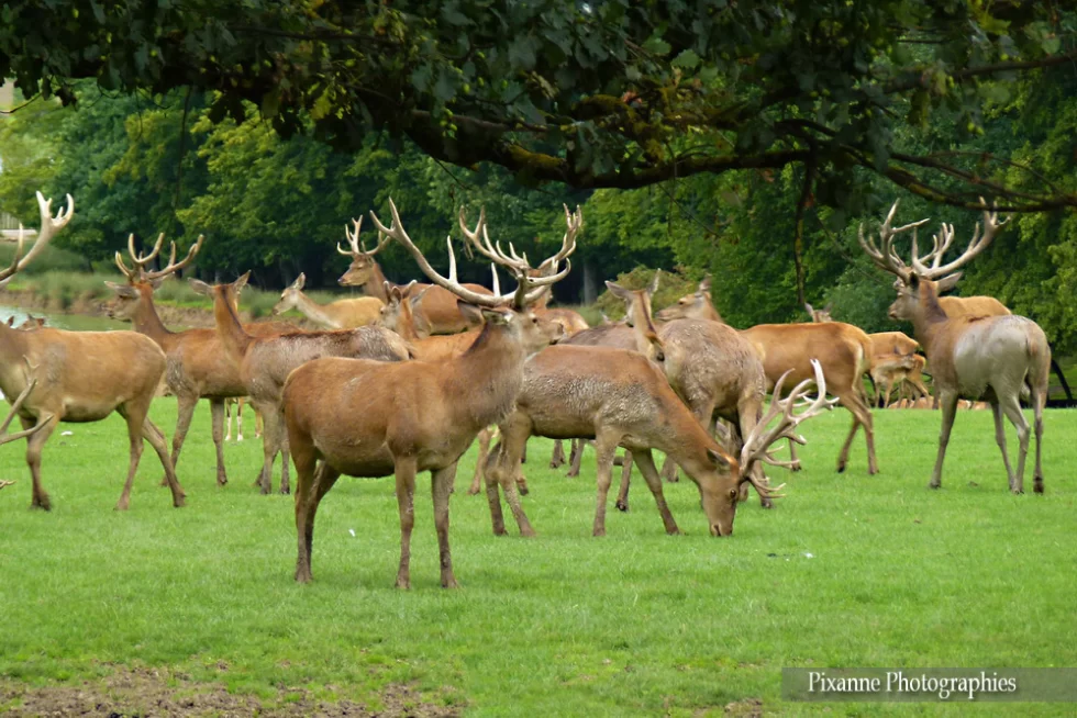 Lorraine, Rhodes, Parc animalier de Sainte Croix, Rhodes, Cerfs, Alsace et Moi, Pixanne Photographies