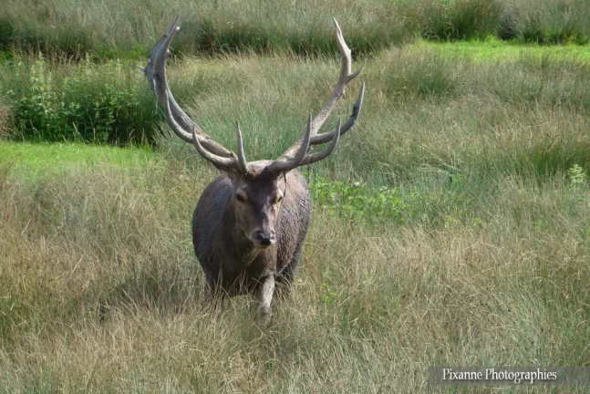 Lorraine, Rhodes, Parc animalier de Sainte Croix, Rhodes, Cerfs, Alsace et Moi, Pixanne Photographies