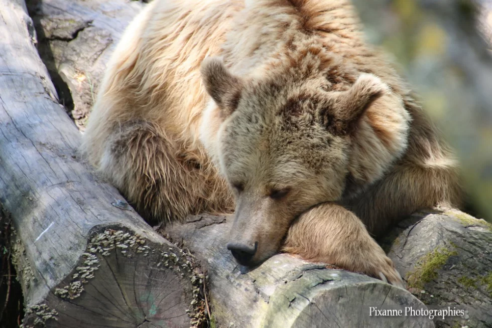 Lorraine, Rhodes, Parc animalier de Sainte Croix, Rhodes, Ours, Alsace et Moi, Pixanne Photographies