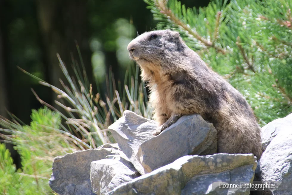 Lorraine, Rhodes, Parc animalier de Sainte Croix, Rhodes, Marmotte, Alsace et Moi, Pixanne Photographies