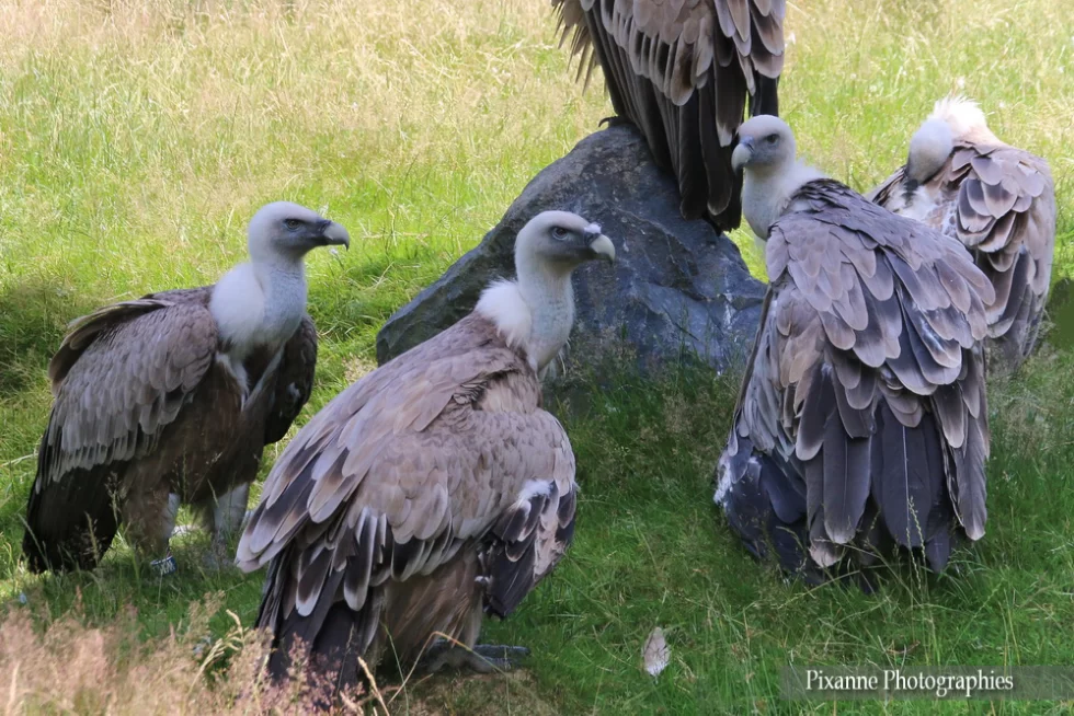 Lorraine, Rhodes, Parc animalier de Sainte Croix, Rhodes, Vautours, Alsace et Moi, Pixanne Photographies